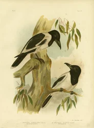 Schwarzkehl-Krähenwürger, 1891